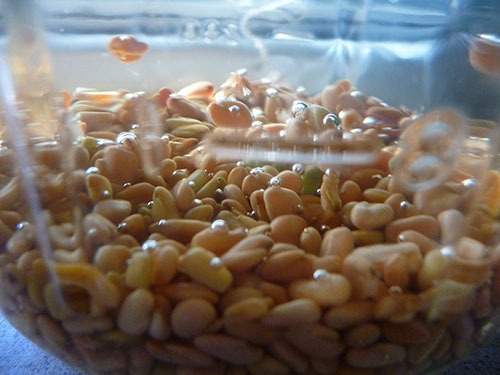 रातभरी भिजाएको मेथीदाना बिहान खाँदा हुन्छ यस्तो फाइदा !