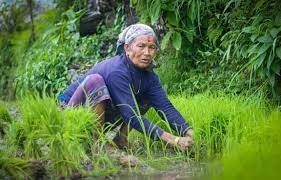 किसानका गुनासो: मल बीउ पाइँदैन चुनावमा नेताले आश्वासन दिन्छन् जान्छन्