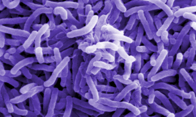 उपत्यकामा थप तीन जनामा हैजा देखियो, हालसम्म १७ जनामा हैजा पुष्टि