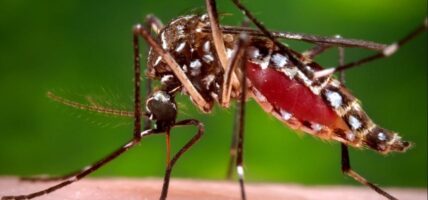 डेङ्गी सङ्क्रमण घट्दो क्रममा