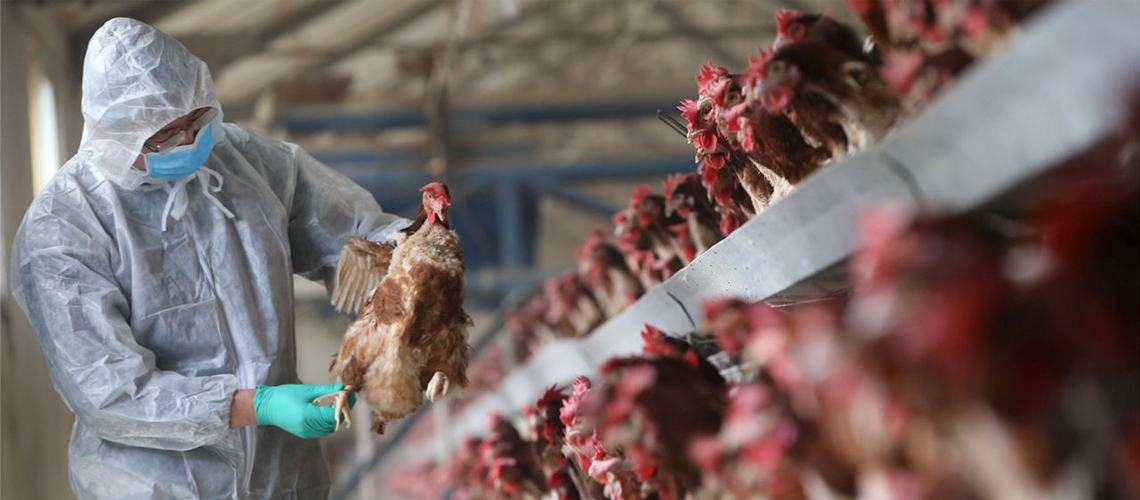 काठमाडौं उपत्यकाका तीन ठाउँमा बर्डफ्लू संक्रमण पुष्टि