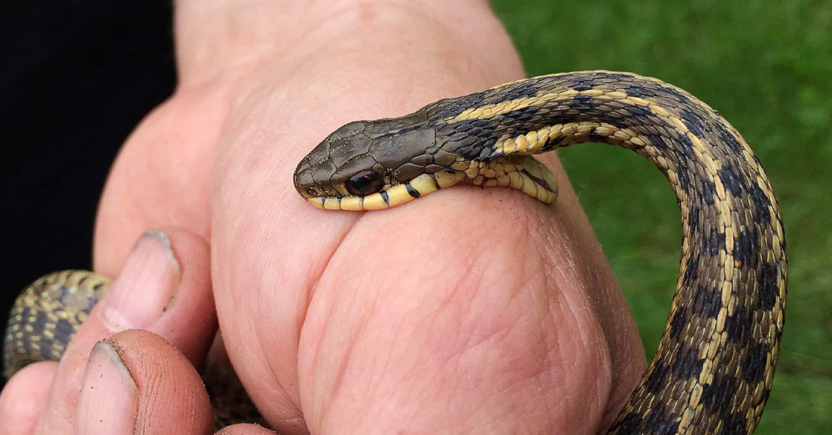 बिषालु सर्पको डसाईवाट सिरहामा बालकको मृत्यु