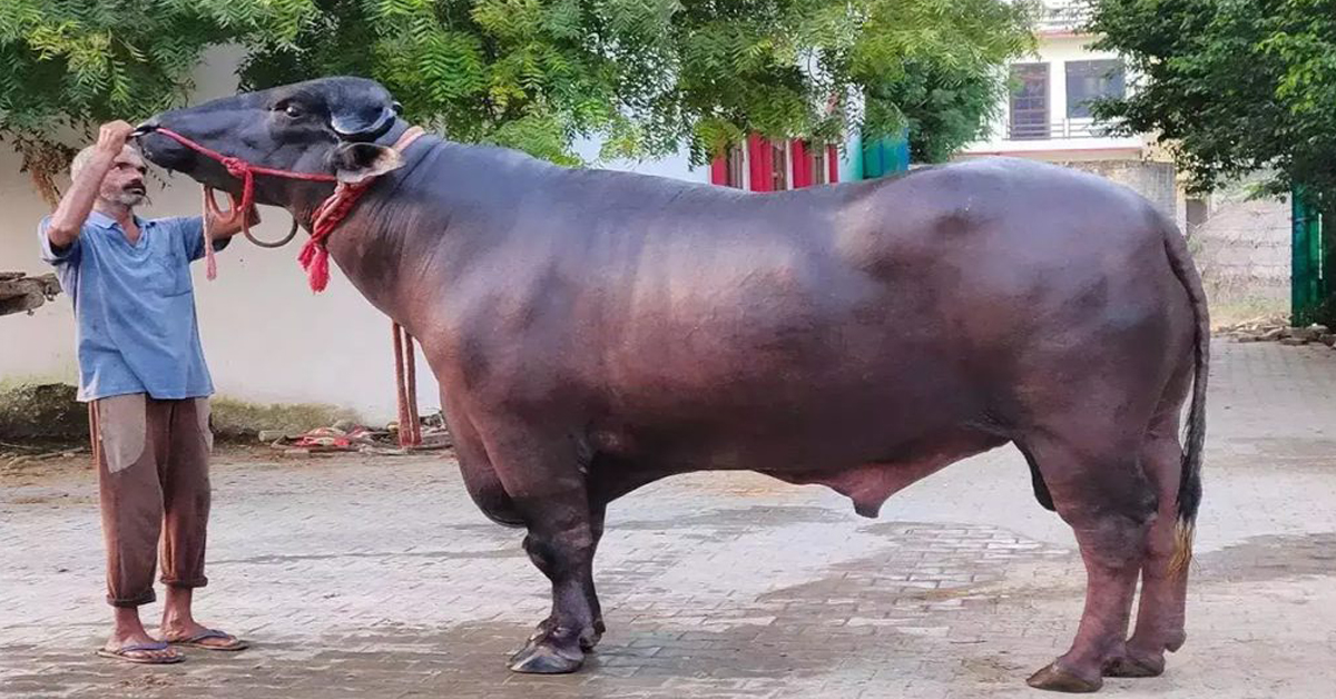 मुर्रा राँगो : संघीय संसदमा रमिता, दूग्ध उत्पादक किसानमा भने उत्साहको सञ्चार