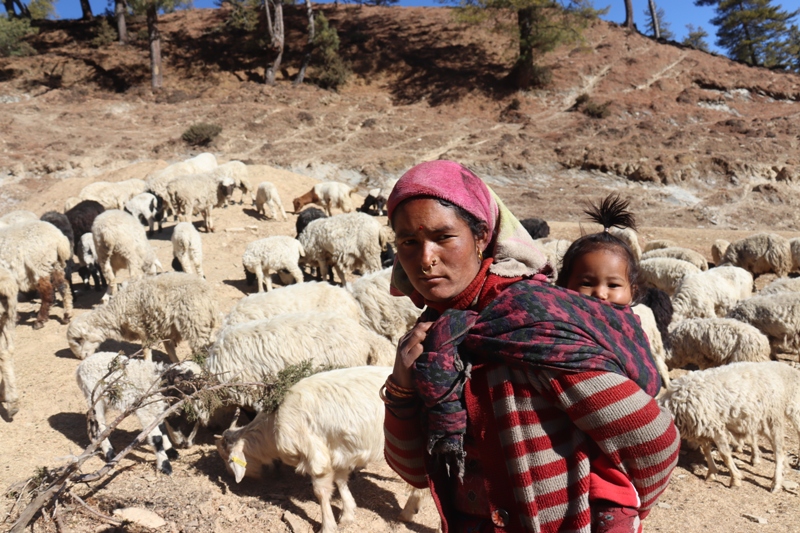 भेडा बाख्रा पाल्ने मुगुका ५३ कृषक नगदसहित सम्मानित