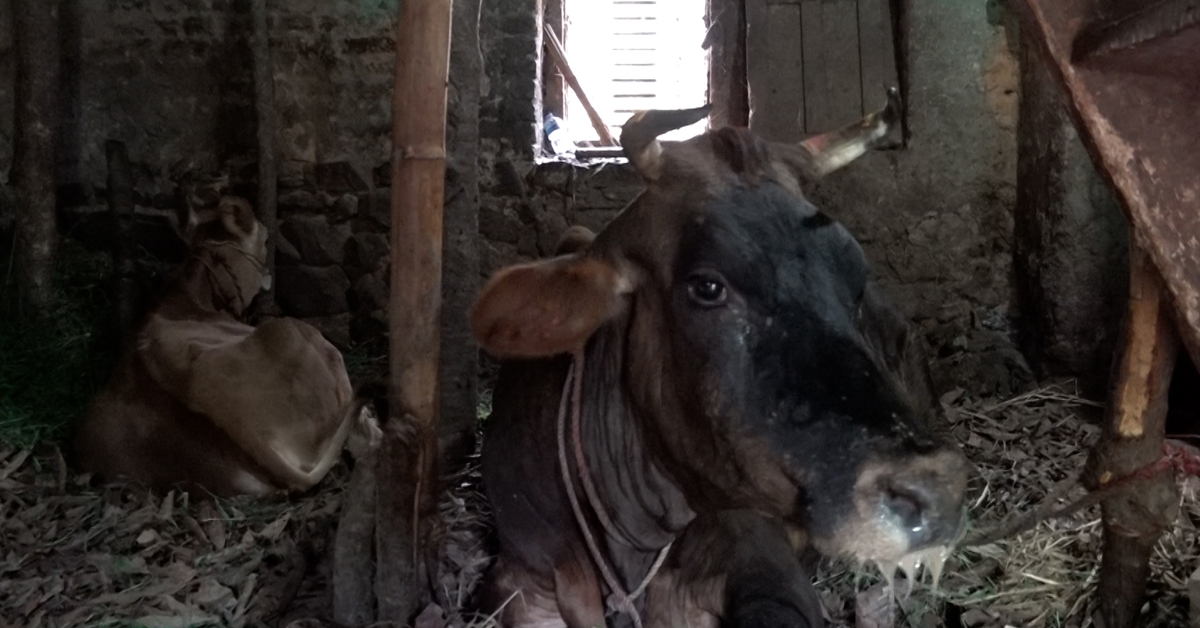 लम्पी स्किनका कारण देशभर २८ हजार बढी चौपायाको मृत्यु, खोप दिने काम धमाधम