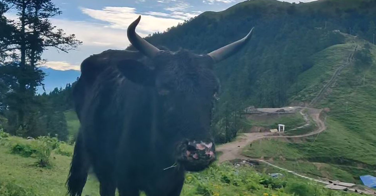 लम्पी स्किनले रामेछापमा ४२ चौँरी मरे, बाँचेका चौरीको पनि दूध सुके