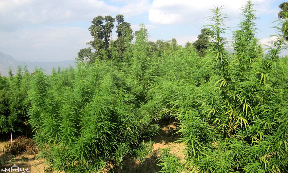 गाँजा खेती सम्भाव्यता अध्ययनका लागि कार्यदल गठन