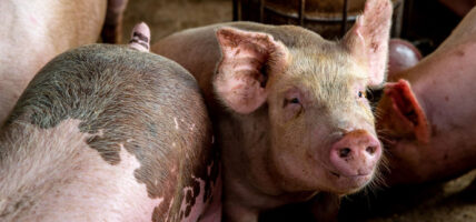 बङ्गुरमा ‘स्वाइन फिभर’ को सङ्क्रमण बढ्यो, उच्च सतर्कता अपनाउन किसानलाई आग्रह