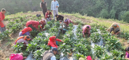 आयआर्जनका गतिविधिमा जोडिए दाङका महिला