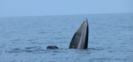 वेइझाउ टापुमा ब्राइडका ह्वेलहरू हेर्नेको भीड