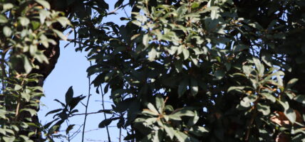 पुसमै पाक्यो ‘चैते काफल’, कारण के होला ?