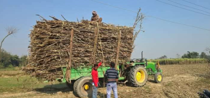 उखु खेतिको बिकल्पमा अन्य खेति खोज्दै कृषक