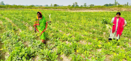 सामूहिक तरकारीखेती गर्दै सिसवोनीका दलित महिला