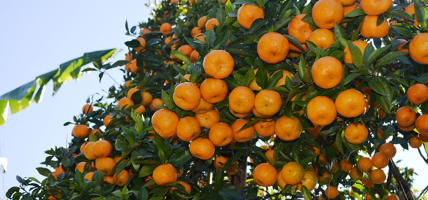 बागलुङमा झण्डै २७ करोडको सुन्तला उत्पादन