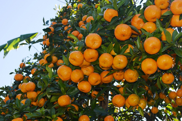 गोरखामा सुन्तला उत्पादन १५ प्रतिशत बढ्यो