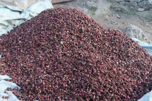 लमजुङमा अलैँची बिक्रीबाट २४ करोड आम्दानी लमजुङमा अलैँची बिक्रीबाट २४ करोड आम्दानी