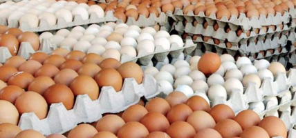 अण्डाको मूल्यमा भारी गिरावट