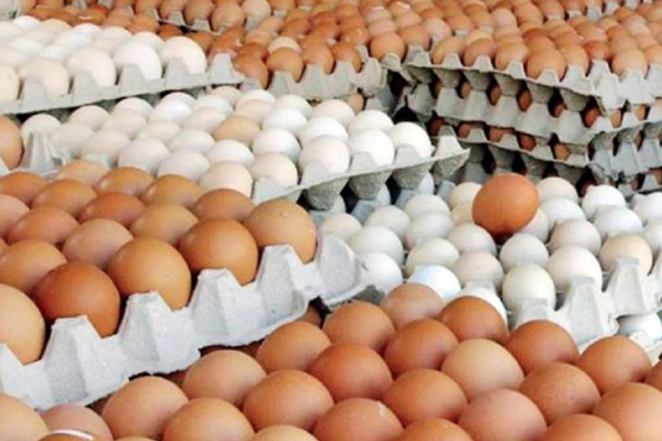 अण्डाको मूल्यमा भारी गिरावट