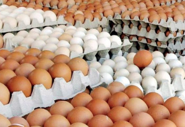 अण्डाको मूल्यमा भारी गिरावट