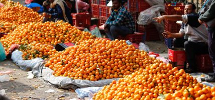 सुन्तला बेचेर तनहुँका कृषकले भित्र्याए करोडौँ