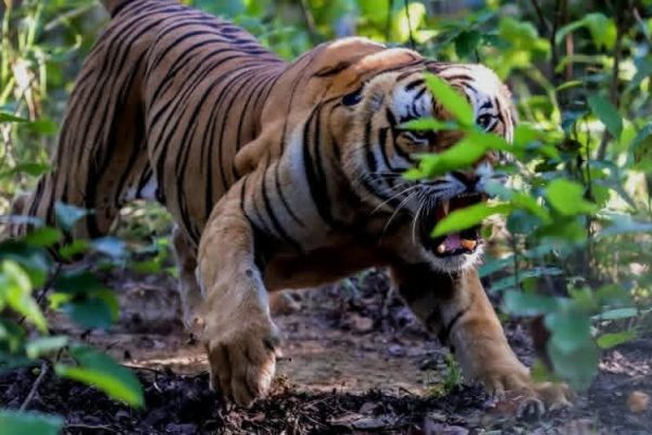 बाघ गणना प्रयोगमा राखिएका ६० क्यामेरा हराए बाघ गणना प्रयोगमा राखिएका ६० क्यामेरा हराए