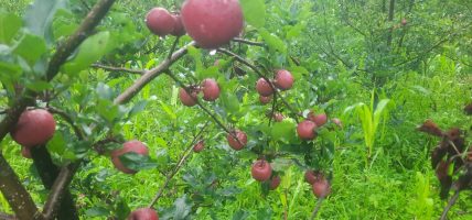 व्यावसायिक स्याउ खेती सुरु गर्दै वैकुण्ठेका किसान