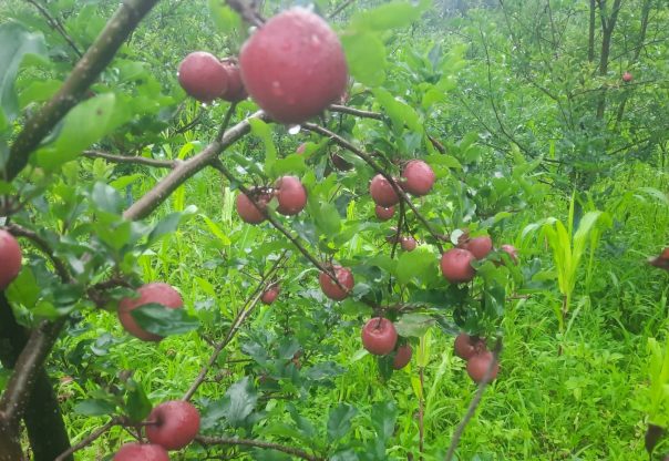 व्यावसायिक स्याउ खेती सुरु गर्दै वैकुण्ठेका किसान