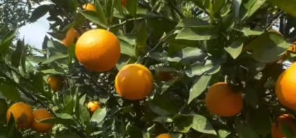 मूल्य पाइने आशामा बोटमै जुनार