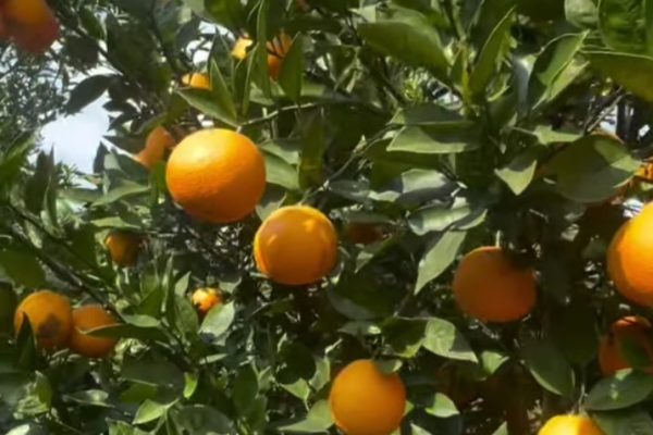 मूल्य पाइने आशामा बोटमै जुनार