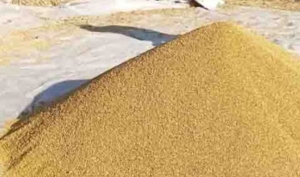 किसानबाट ११ हजार क्वीन्टल धान खरिद किसानबाट ११ हजार क्वीन्टल धान खरिद