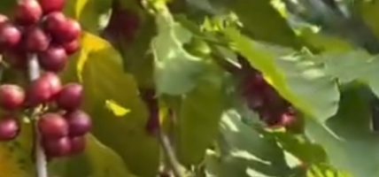 व्यावसायिक कफीखेतीमा भोजपुरका किसान