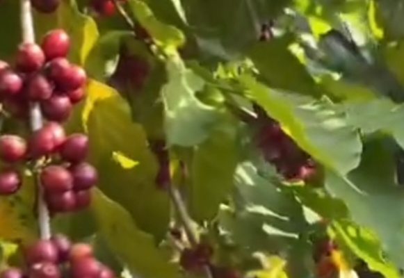 व्यावसायिक कफीखेतीमा भोजपुरका किसान