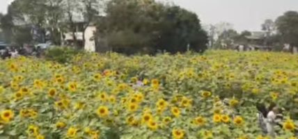 सूर्यमुखी बगानले बढायो कृषि पर्यटन