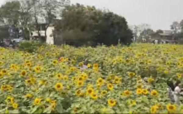 सूर्यमुखी बगानले बढायो कृषि पर्यटन