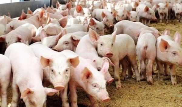 रौतहटमा ‘स्वाइन फिभर’लागेर बङ्गुर मर्न थाले रौतहटमा ‘स्वाइन फिभर’लागेर बङ्गुर मर्न थाले