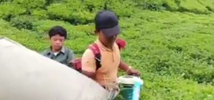 इलामका बगानमा चिया टिप्ने चटारो