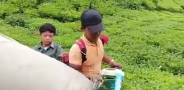 इलामका बगानमा चिया टिप्ने चटारो