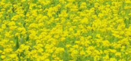 चितवनमा तेरीको उत्पादन घट्यो