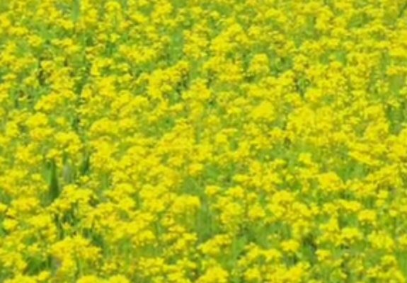 चितवनमा तेरीको उत्पादन घट्यो चितवनमा तेरीको उत्पादन घट्यो