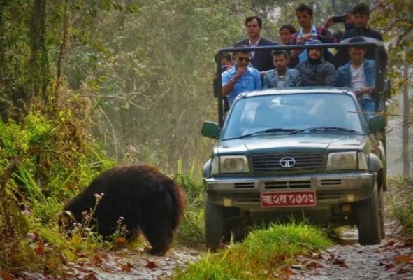 बरण्डाभार जङ्गल क्षेत्रमा हाइकिङ र सन्ध्याकालीन सफारीको तयारी