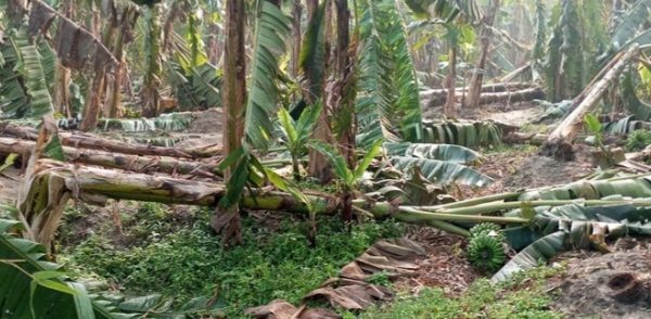 केरा खेतीको बिमा नहुँदा किसान मारमा