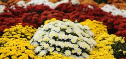 आजदेखि २७औँ फ्लोरा एक्स्पो सुरु