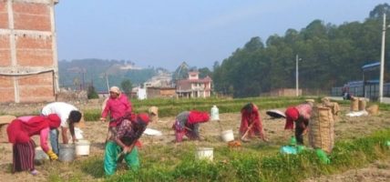 आलु उत्पादक किसान भन्छन्, ‘खनौँ भाउ छैन, नखनौँ कुहिने डर छ’