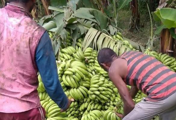 किसान भन्छन्ः केराको मूल्य बढाएका छैनौँ