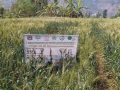 पर्वतमा गहुँबालीको प्रजनन बिउ उत्पादन गरिँदै