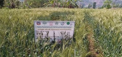 पर्वतमा गहुँबालीको प्रजनन बिउ उत्पादन गरिँदै