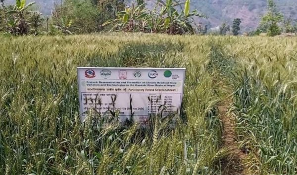 पर्वतमा गहुँबालीको प्रजनन बिउ उत्पादन गरिँदै पर्वतमा गहुँबालीको प्रजनन बिउ उत्पादन गरिँदै