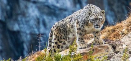 ढोरपाटनमा पहिलो पटक हिउँ चितुवा गणना गरिँदै