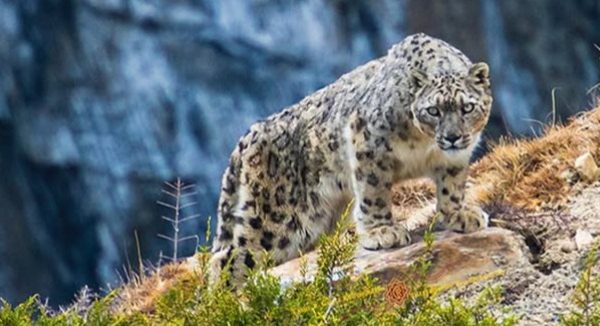 ढोरपाटनमा पहिलो पटक हिउँ चितुवा गणना गरिँदै