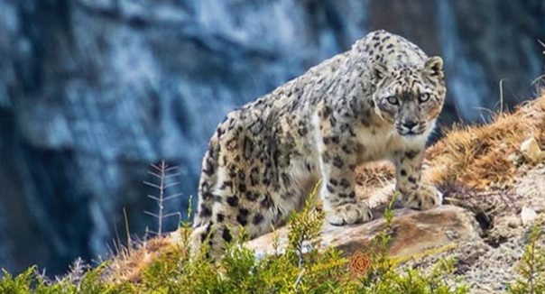 ढोरपाटनमा पहिलो पटक हिउँ चितुवा गणना गरिँदै